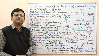 Diabetes Mellitus Part10 Mechanism of Action of Sulfonylurease  Antidiabetic Drugs  Diabetes [upl. by Kampmann]