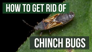 How to Get Rid of Chinch Bugs 4 Easy Steps [upl. by Nothsa430]