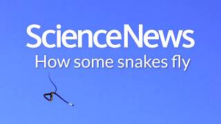 How some snakes fly  Science News [upl. by Aliel]