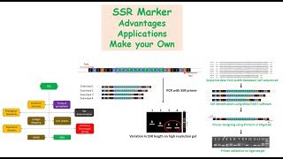 SSR Marker Causes of SSR variation Advantages how to design SSR marker [upl. by Aloivaf]