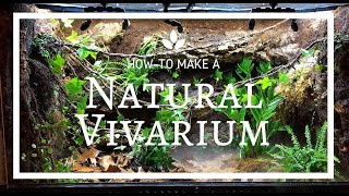 How to build a Natural Vivarium From Scratch [upl. by Lledraw]