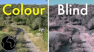 How Color Blindness Works [upl. by Ajiam441]