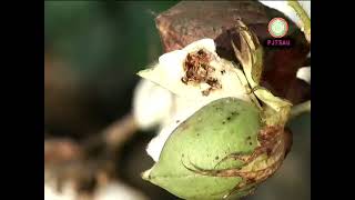 PINK BOLLWORM IN COTTON [upl. by Sumedocin]