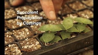 How to Propagate Stacked Crassulas [upl. by Seena]