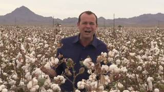 California Cotton Harvest [upl. by Ibmab241]