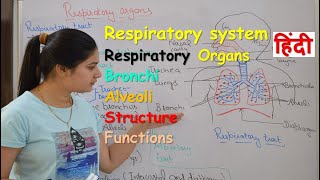 Respiratory system anatomy amp physiology in hindi  Organs  structure  functions [upl. by Enelyahs]