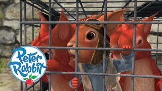 Peter Rabbit  The Great Squirrel Rescue Mission  Cartoons for Kids [upl. by Eojyllib]