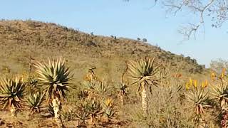 Tugela River Msinga KZN [upl. by Melly]