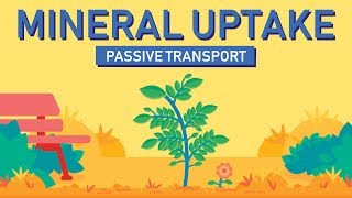 Plant Nutrition Mineral Absorption  Part 1 [upl. by Clinton916]