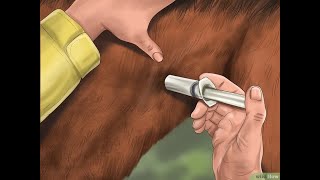 Comment faire une injection intramusculaire chez un cheval [upl. by Eloci959]