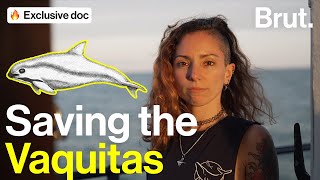 Saving the Vaquitas [upl. by Joanie]