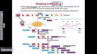 Chromosome walking [upl. by Schnapp]