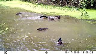 Wood Duck Mating and Ritual [upl. by Hamel22]