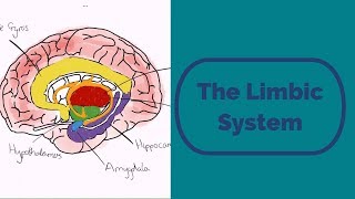 The Limbic System [upl. by Anthia]