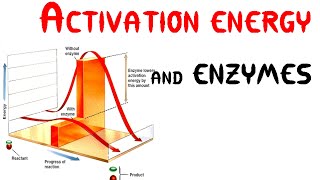 Activation energy and Enzymes Animation [upl. by Esined]