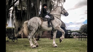 Crianza de Caballos Percherones  Por TvAgro [upl. by Shuman]