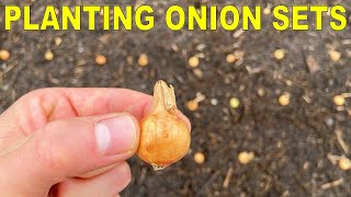 Planting Onion Bulbs A Complete Guide From Start To Finish [upl. by Ynnod971]