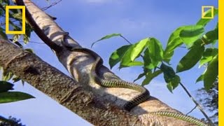 Flying Snake Hunts Leaping Lizard  National Geographic [upl. by Nyltac760]