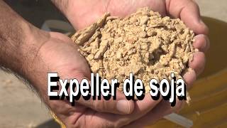 Expeller de Soja en la alimentación de aves [upl. by Remle]