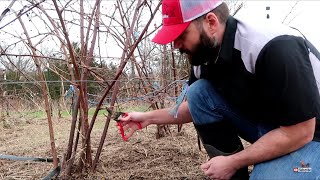 When to Prune Blackberry Bushes [upl. by Calmas]