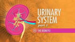 Urinary System Part 1 Crash Course Anatomy amp Physiology 38 [upl. by Esau]