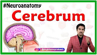 Cerebrum  Usmle Gross Anatomy  Relations and External features  Neuroanatomy animations [upl. by Lane]