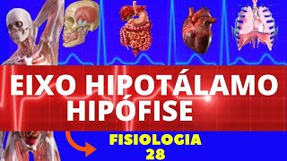 EIXO HIPOTÁLAMO E HIPÓFISE SISTEMA ENDÓCRINO  FISIOLOGIA HUMANA  FISIOLOGIA ENDÓCRINA HORMÔNIOS [upl. by Itnava]