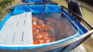 KOI FISH HARVEST TATEGOI NISAI  MARUDO KOI FARM JAPAN [upl. by Stephan866]