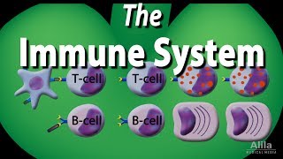 Immunology  Inflammation Cellular Events Part 2 [upl. by Duaner483]