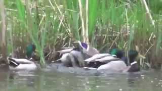 Duck Rape  Mallard Duck Group Mating [upl. by Yremogtnom]