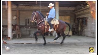 💪 SANSÓN  CABALLO PERCHERON CON FRISON [upl. by Tletski]