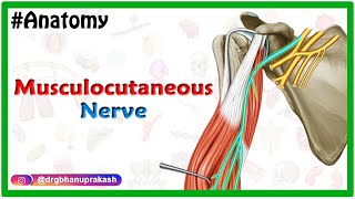 Musculocutaneous nerve Anatomy USMLE Step 1 Origin Course innervation and Clinical relations [upl. by Smitt396]