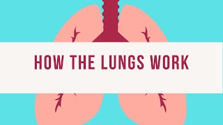 Breathing process in humans [upl. by Wendelin]