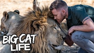 Daring Ranger Spends A Day With 5 Lions  BIG CAT LIFE [upl. by O'Donovan]