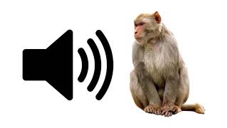 Angry Monkey  Sound Effect  ProSounds [upl. by Aileek300]