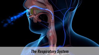 The Human Respiratory System Explained [upl. by Airan]