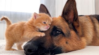 KITTEN Falls In Love With GERMAN SHEPHERD [upl. by Holds]