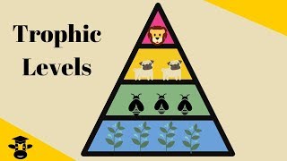 Trophic Level Pyramid [upl. by Ayota356]