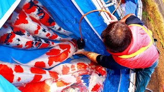 THE WORLD OF KOI  BUYING KOI IN JAPAN 2018 [upl. by Aivekahs]