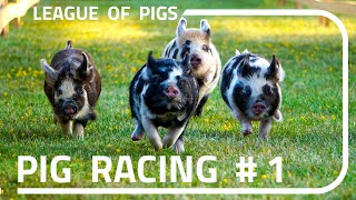 League of Pigs  First ever races [upl. by Haleeuqa]