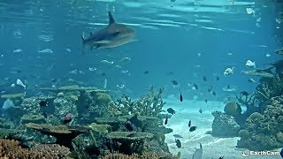 EarthCam Live Shark and Friends Cams [upl. by Saticilef]