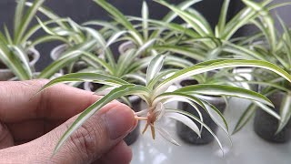 Spider Plant Propagation From The Babies [upl. by Roberta873]