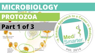 Protozoa  Microbiology  USMLE STEP 1  Part 1 of 3 [upl. by Gaskin]