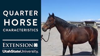 Quarter Horse Characteristics [upl. by Gertrudis]