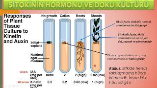 SİTOKİNİN VE GİBERELLİN HORMONUNUN GÖREVLERİ [upl. by Anilrahc]