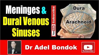 Meninges and Dural Venous Sinuses Dr Adel Bondok [upl. by Nort]