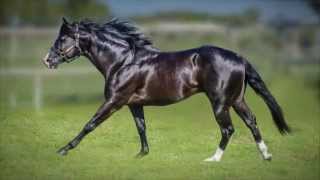 Nite Moves 2009 Black AQHA Stallion [upl. by Soalokcin]