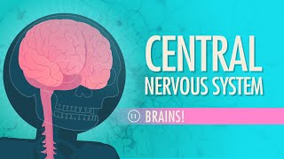 Central Nervous System Crash Course Anatomy amp Physiology 11 [upl. by Gillead]