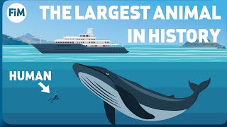 How Large Are Blue Whales Really Size Comparison [upl. by Ika]