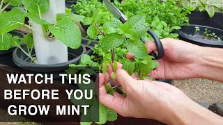 A MINTS CURSE  Mint plant care that you should know [upl. by Azalea]